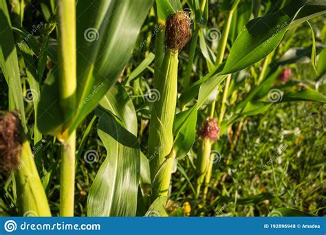 Corn Field In The Evening Sun Corn Almost Ready For The Harvest Stock