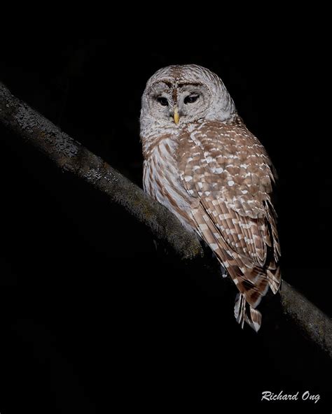 Chouette Rayée Barred Owl Strix Varia Richard Ong Flickr