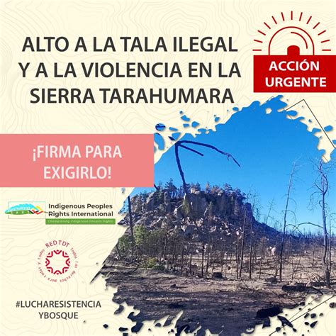 Alto A La Tala Ilegal Y La Violencia En La Sierra Tarahumara Lucha