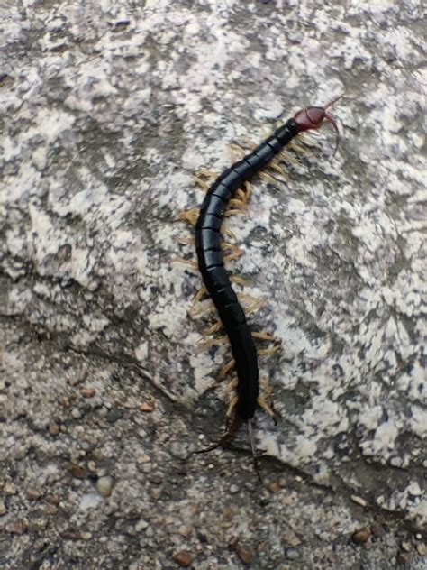 Chinese Red headed Centipede from 2 Sagatoriimoto Sennōchō Ukyo Ward