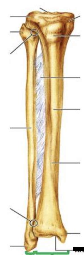 Tibia Anterior And Posterior View