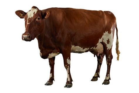 Dairy Cow Png High Quality Image