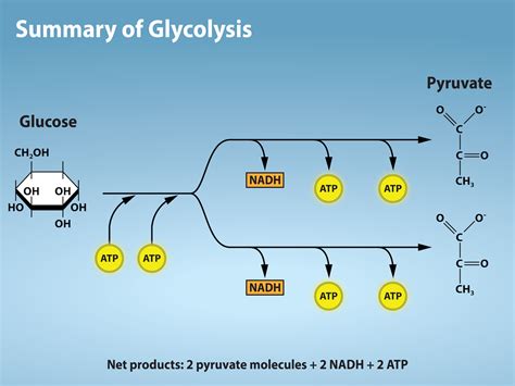 93 Glycolysis Biology Libretexts