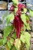 Amaranthus Magic Fountain Amaranthus Magic Fountains Mix Magic