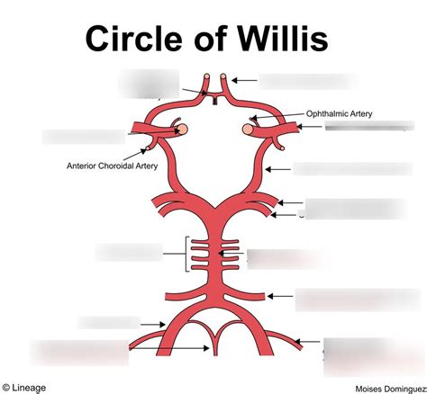 422 7 Cerebrovascular System LABEL Diagram Quizlet