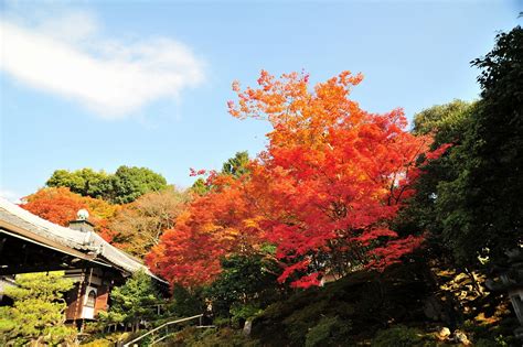 【2024年版】京都市の紅葉スポット30選！散り紅葉・絶景・ライトアップなど旅行好きな筆者が紹介｜アニーお祝い体験マガジン