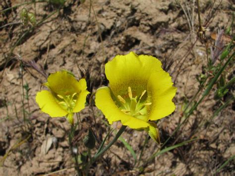 Calochortus luteus | Pacific Bulb Society