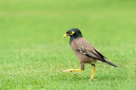 Beautiful Common Myna Or Indian Myna Acridotheres Tristis Walking In