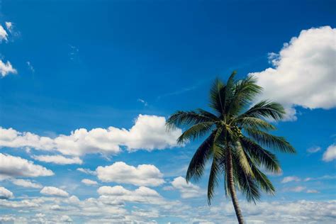 Coconut palm tree on blue sky background 20668495 Stock Photo at Vecteezy