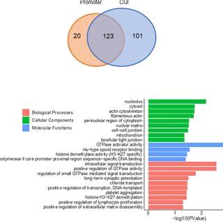 Gene Ontology GO Classification Of Genes With Promoter CGIs