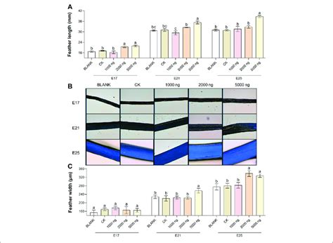 In Ovo Injection Of CHIR 99021 In Goose Embryos Promotes Feather