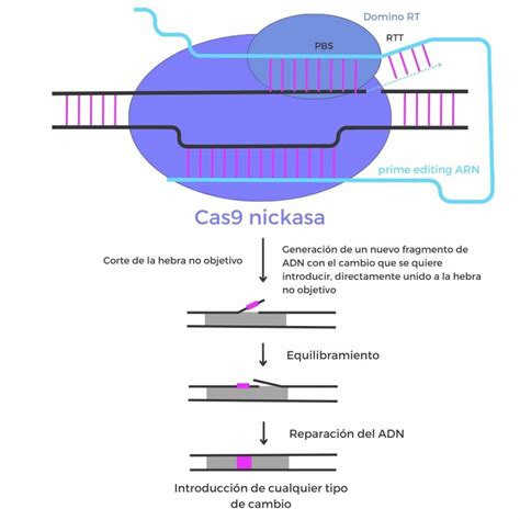 Crispr Qu Es Y C Mo Funciona Genotipia