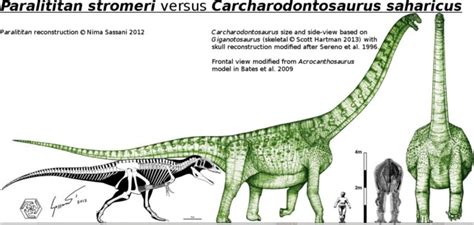 Paralititan Pictures & Facts - The Dinosaur Database