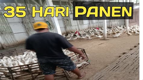 Cara Pemeliharaan Bebek Pedaging Umur 35 Hari Panen YouTube