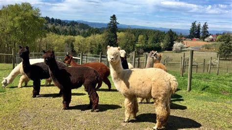 Forget Your Stress Meet An Alpaca Travel Oregon