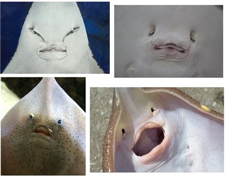 An Close Up Encounter With A Stingray Mouth — Maps Coastal Adventures And Spatial Analysis