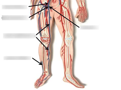 Human Lower Limbs Veins Diagram Quizlet