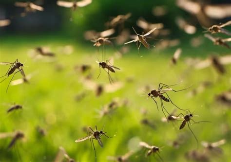 Alerta mosquitos cuánto durará esta invasión y cuándo llegará la