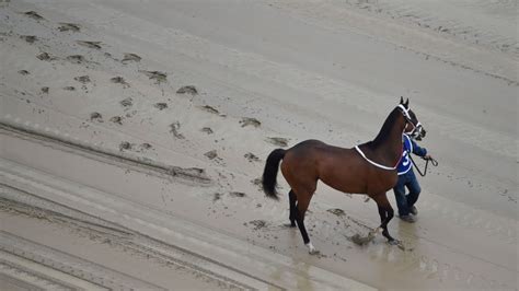 Preakness Day: 2 Horses Die, Jockey Injured in First Few Races - ABC News