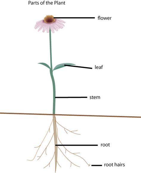 Plant Science Plant Parts Growing With Science Blog