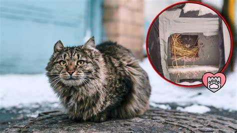 C Mo Hacer Un Refugio Casero Para Gatos En El Exterior Paso A Paso