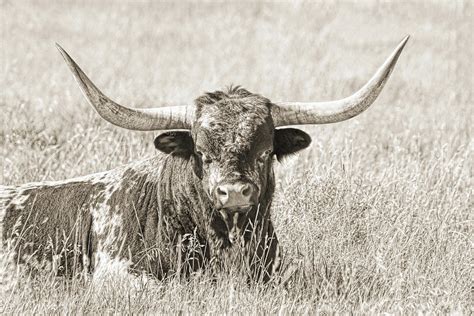 Proud Texas Longhorn Bull Sepia Photograph By Jennie Marie Schell Fine Art America