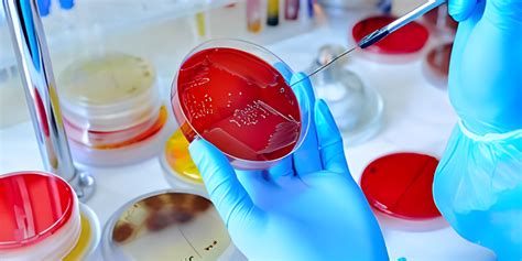 Why Is Microbiology Research Important? - MBPs Inc