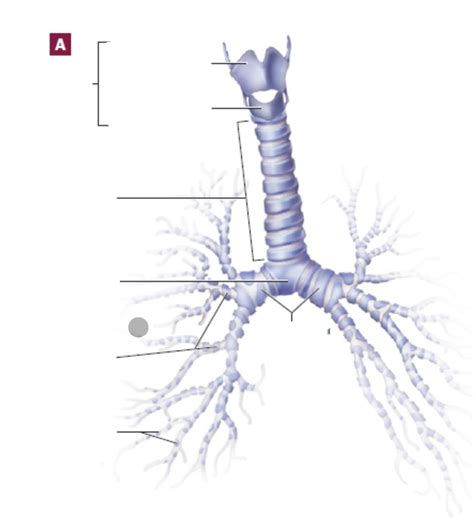 Figure 64a Lower Respiratory Tract Diagram Quizlet