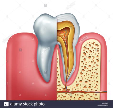 Tooth Diagram Be Able To Diagram The Cross Section Of The Tooth And