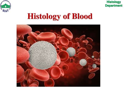 Histology Images Of Blood Cells By Pathpediacom