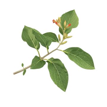 Lycium Chinense, Plant D, Healthy Life PNG Transparent Image and Clipart for Free Download