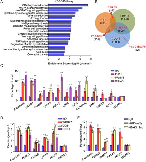 Genome Wide Transcriptional Target Analysis For The Phf1prmt5crl4b