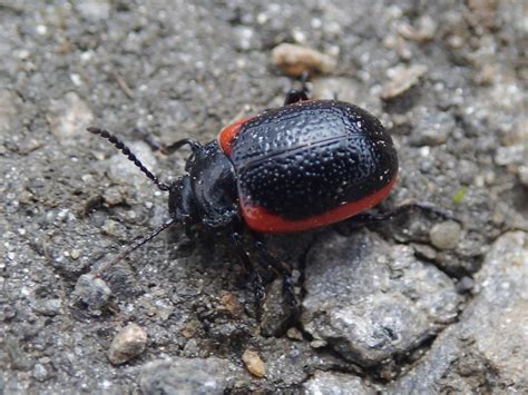 Chrysolina Latecincta Sbsp Graja Chrysolina Latecincta Su Flickr