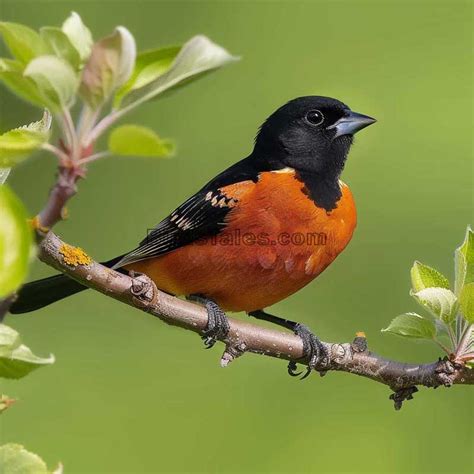 Orchard Oriole - Key Facts and Insights - Birds Tales