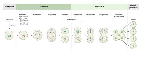 Plant Cell Meiosis Biorender Science Templates