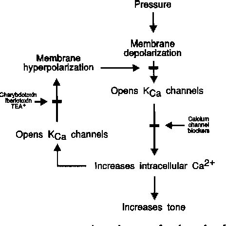 Figure From Ca Activated Potassium Channels And Atp Sensitive