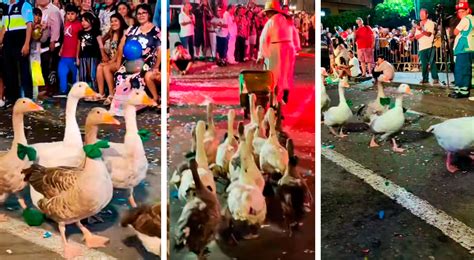 Facebook Viral Desfile De Aves Enternece Y Se Roba El Show En El Corso