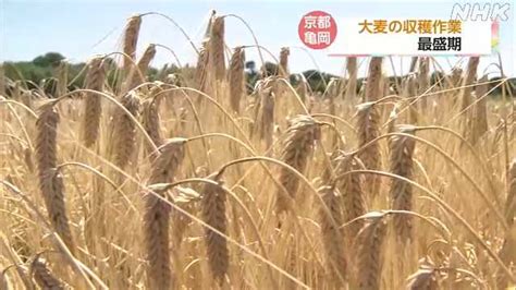 黄金色の畑でビール用大麦の収穫最盛期 京都 亀岡｜nhk 関西のニュース