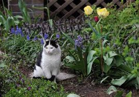 Comment éloigner les chats du potager Le blog du potager d Anitta