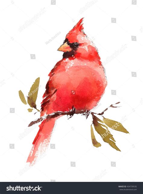 Watercolor Bird Red Cardinal Hand Painted Illustration isolated on ...