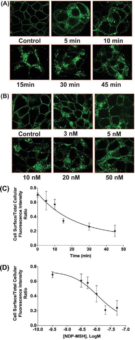 Figure 3 From Agonist Dependent Internalization Of The Human