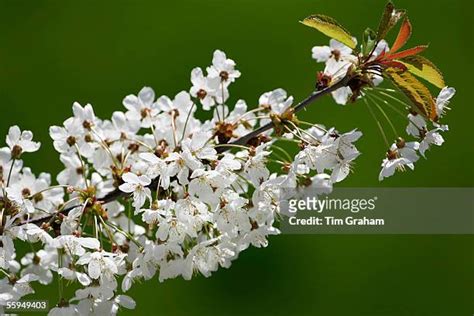 Bird Cherry Blossom Photos And Premium High Res Pictures Getty Images