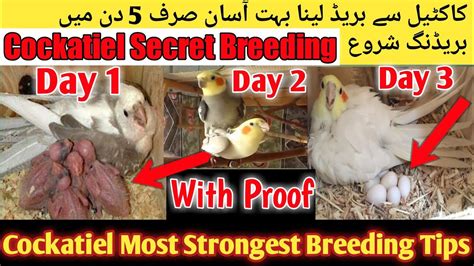 Cockatiel Top 5 Breeding Tips 2022 L Cockatiel Life Time Breeding Formula Cockatiel Breeding 3