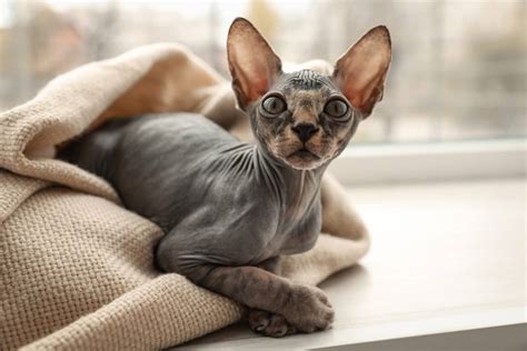 Sphynx Fakta Om Kattrasen Sphynx Ven Kallad Nakenkatt