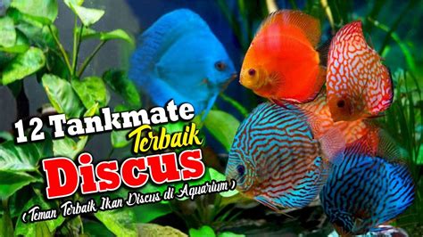 Tankmate Terbaik Ikan Discus Teman Terbaik Ikan Discus Di Aquarium