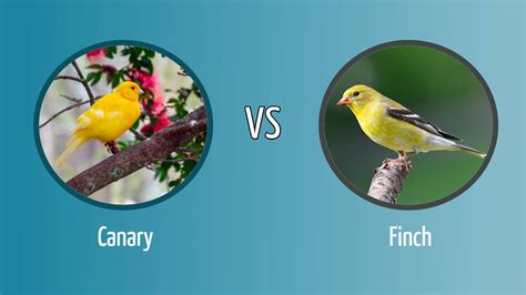 Canary Vs Finch How To Tell The Difference Optics Mag