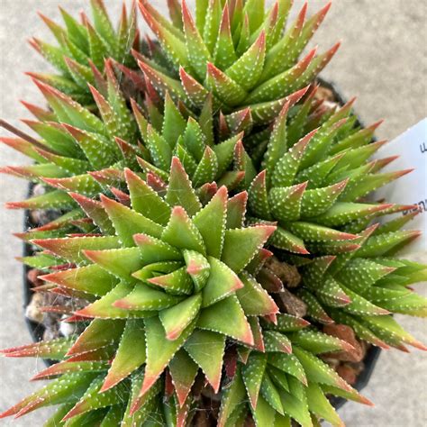 Haworthiopsis Attenuata 4 Inch Plant Norries T And Garden Shop
