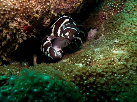 Moray Eel Facts And Beyond Biology Dictionary