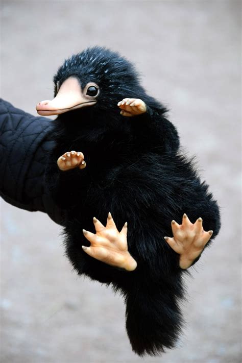 Niffler Fantastic Beasts Cute Fantasy Creatures Niffler