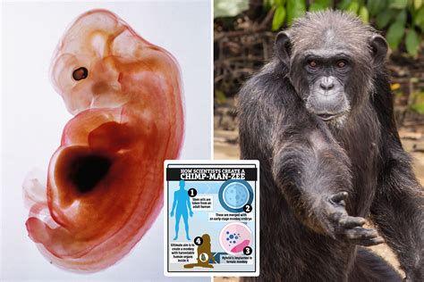 Scientists Create Worlds First Human Monkey Hybrid In China In
